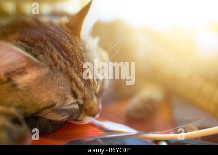 Sleeping cat. Close up face of cute cat sleep rest on sofa bed with wrapped blanket because of weather cold with warm sun light in morning, cat dreami Stock Photo