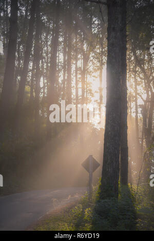 Silhouette misty road in pine forest Stock Photo