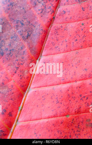 Leaf with streaks photographed close-up. Patterns are made by nature. Stock Photo