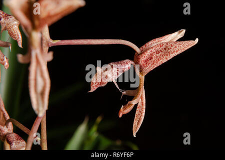 A native Gongora sp. orchid from the Atlatic Rainforest of coastal SE Brazil Stock Photo
