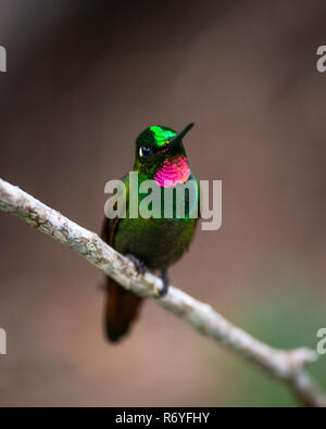 A male Brazilian Ruby (Clytolaema rubricauda) displaying its bright feathers Stock Photo