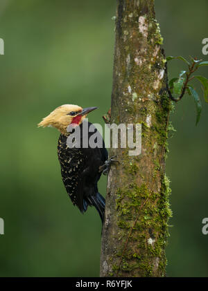 The gorgeous Blond-crested Woodpecker from the Atlantic Rainforest. Stock Photo