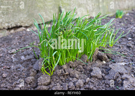 the first green sprouts of seedling plants from the seeds in the ground Stock Photo