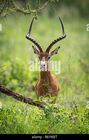 Male impala hides behind tree facing camera Stock Photo