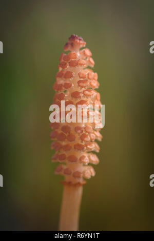 horsetail spore ear Stock Photo