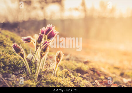 Spring Pasque Flowers. Springtime season. Beautiful purple flowers blooming (Pasque flower-Pulsatilla grandis) Stock Photo