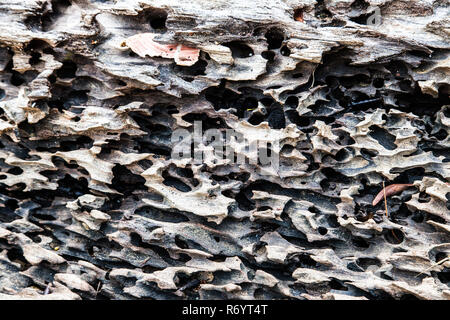 Bark of a tree is eaten by bark beetles Stock Photo