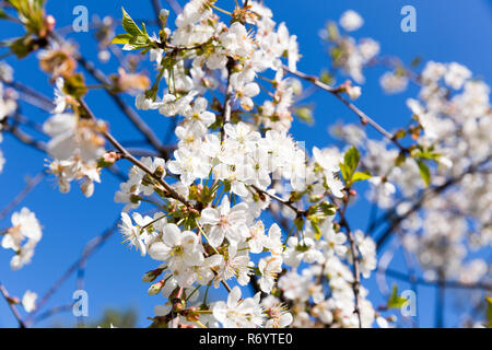 Spring cherry blossom in full bloom, blue sky background Stock Photo