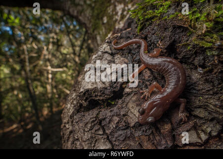 An arboreal salamander (Aneides lugubris) climbing a tree in Tilden Regional park in the East Bay area. Stock Photo