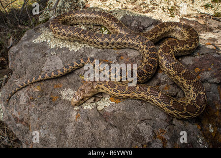 Pacific gopher snake (Pituophis catenifer catenifer) basking in the sun in order to warm up in western California. Stock Photo