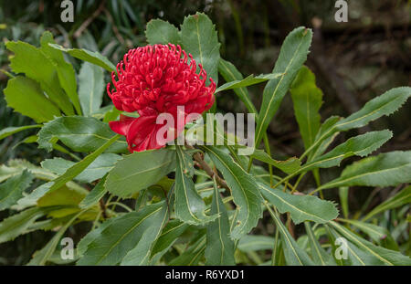 Waratah, Telopea speciosissima, in flower; floral emblem of New South Wales, Australia. Stock Photo