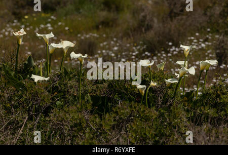 Calla lily or arum lily, Zantedeschia aethiopica in flower in damp grassland, Western Cape, South Africa. Stock Photo