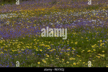 Masses of flowers at Waylands Reserve, Darling; mainly Heliophila refracta and Capeweed, Arctotheca calendula. Western Cape, South Africa. Stock Photo