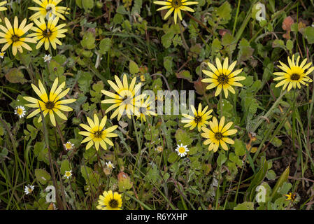 Capeweed, Arctotheca calendula, in flower in native habitat, western Cape, South Africa. Widely naturalised elsewhere. Stock Photo