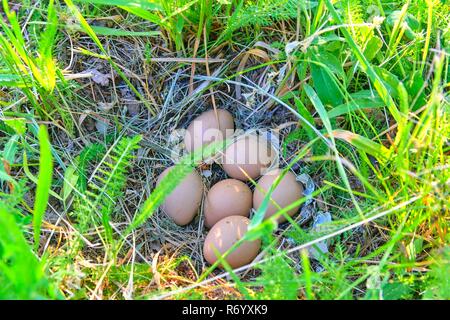 Female pheasant eggs. Abandoned nest with female pheasant eggs Stock Photo
