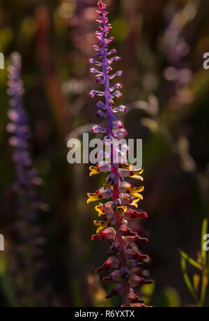 Mutabilis Cape Cowslip, Lachenalia mutabilis, in flower, backlit, near Clanwilliam,  Western Cape, South Africa. Stock Photo