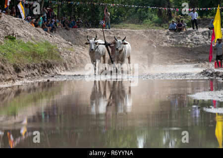 Khmer bull racing festival or cow racing festival in Chau Doc, An Giang, Vietnam Stock Photo