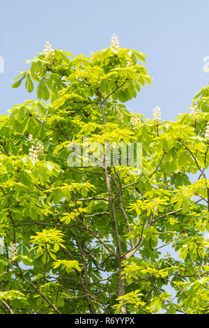 In spring, chestnut leaves bloom from the buds Stock Photo - Alamy