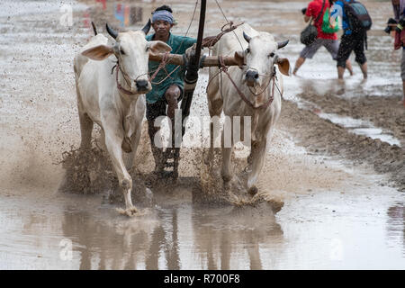 Khmer bull racing festival or cow racing festival in Chau Doc, An Giang, Vietnam Stock Photo