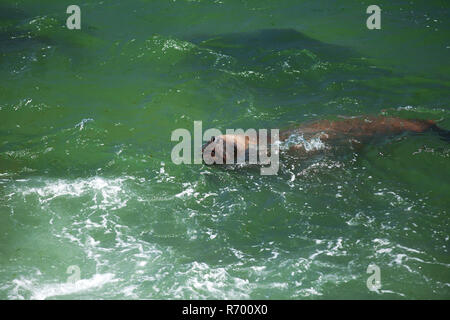 sea lion swimming in the ocean Stock Photo