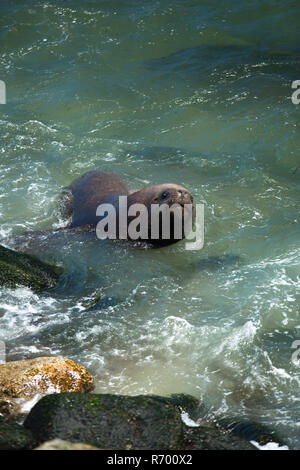 sea lion swimming in the ocean Stock Photo