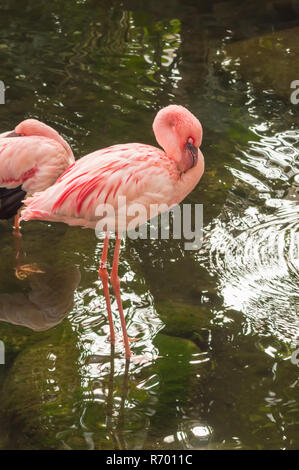 Flamingos in a pond of a wildlife park in Belgium Stock Photo