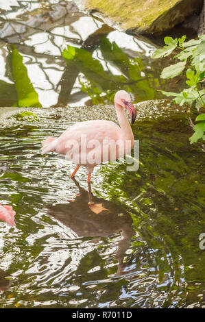 Flamingos in a pond of a wildlife park in Belgium Stock Photo