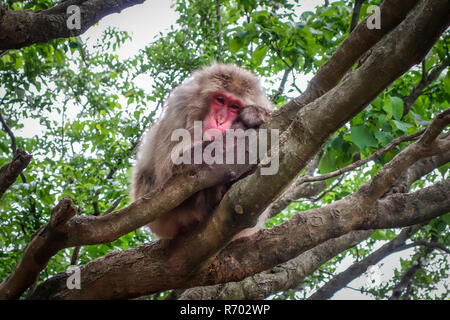 Japanese macaque on a tree, Iwatayama monkey park, Kyoto, Japan Stock Photo