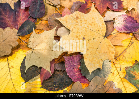 autumn background from multicolour fallen leaves Stock Photo