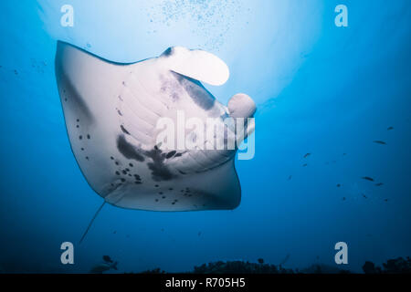 Manta ray with bright sea surface. Yap Island, Federated States of Micronesia. Stock Photo