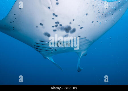 Manta ray. View from under. Abdominal black patterns are clues to individual identification. Yap Island, Federated States of Micronesia. Stock Photo