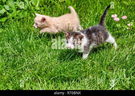 Two kittens, yellow and brown white, walking through the grass on a sunny day. Stock Photo