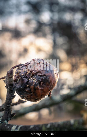 Rotten apple in apple tree with beautiful bokeh background at autumn evening. Stock Photo