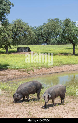 Ranged freeley black iberian pigs in springtime, Extremadura Stock Photo