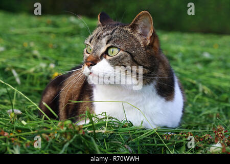 a little pretty cat is lying curiously in the mown grass Stock Photo