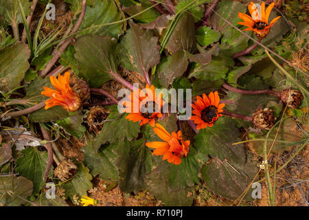 Low-growing orange daisy, renoster arctotis, Arctotis acaulis, in flower at Matjiesfontein, Nieuwoudtville, Western Cape, South Africa. Stock Photo