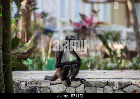 Brown spider monkey hanging from tree, Costa Rica, Central America Stock Photo