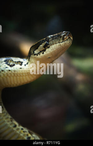 head of a python Stock Photo