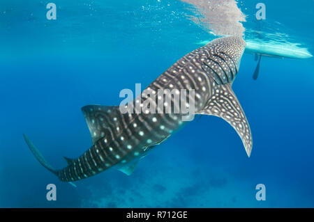 Whale Shark, also Basking Shark (Rhincodon typus), Bohol Sea, Oslob, Cebu, Philippines Stock Photo