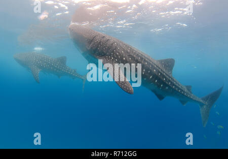 Whale Shark, also Basking Shark (Rhincodon typus), Bohol Sea, Oslob, Cebu, Philippines Stock Photo