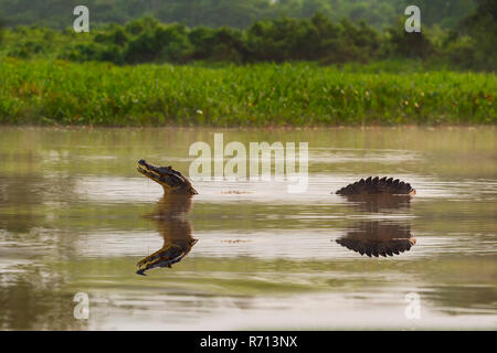 Yacare Caiman (Caiman yacare) in water, Cuiaba river, Pantanal, Brazil Stock Photo