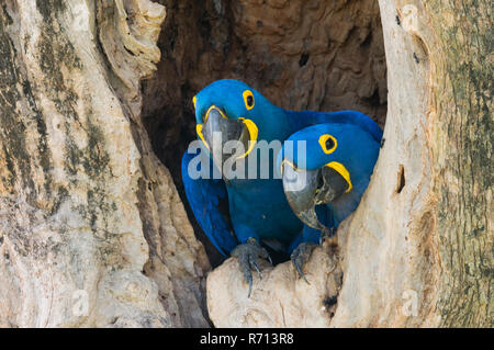 Hyacinth Macaws (Anodorhynchus hyacinthinus), pair, in its tree nest, Pantanal, Mato Grosso, Brazil Stock Photo