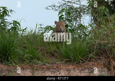 Jaguar (Panthera onca) standing in grass on the shore, Cuiaba river, Pantanal, Mato Grosso, Brazil Stock Photo