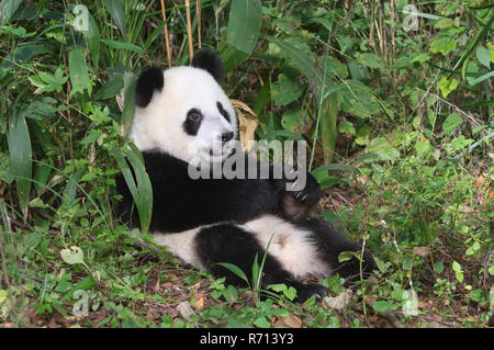 Giant Panda (Ailuropoda melanoleuca), 2 years, resting, China Conservation and Research Centre for the Giant Panda, Chengdu Stock Photo