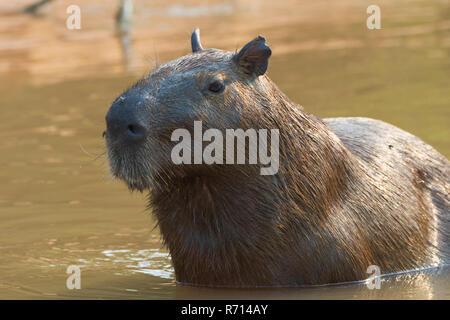 Capybara (Hydrochaeris hydrochaeris) in the water, Pantanal, Mato Grosso, Brazil Stock Photo