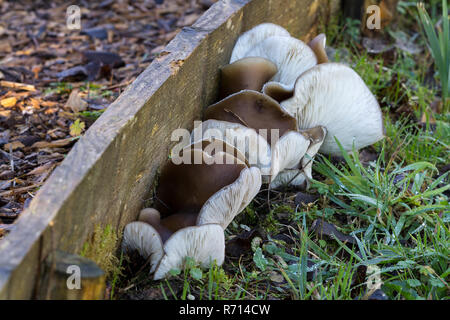 Fungi in a row along woodchip path edging board December 2018. Crumpled brown caps and off white gills growing close to the soil in a row. Arundel wwt Stock Photo