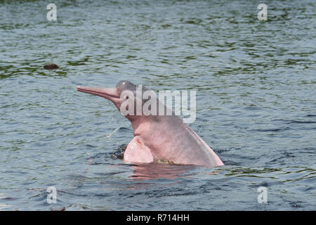 Amazon River Dolphin, Boto or Pink Amazon Dolphin (Inia geoffrensis), Rio Negro, Manaus, Amazonas State, Brazil