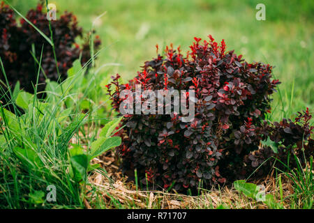 Berberis thunbergii 'Admiration', barberry red leaf leaves foliage ...