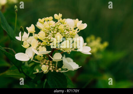 Buds Of  Hydrangea Paniculata Siebold Rednia. Panicled Hydrangea, Is A Species Of Flowering Plant In The Family Hydrangeaceae Native To Southern And E Stock Photo