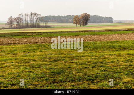 Late autumn. Mown field and green meadows. Trees without leaves and forest in the fog in the background. Site about agriculture. Podlaskie, Poland. Stock Photo
